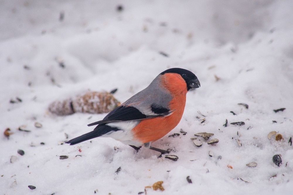 Photograph by Ирина