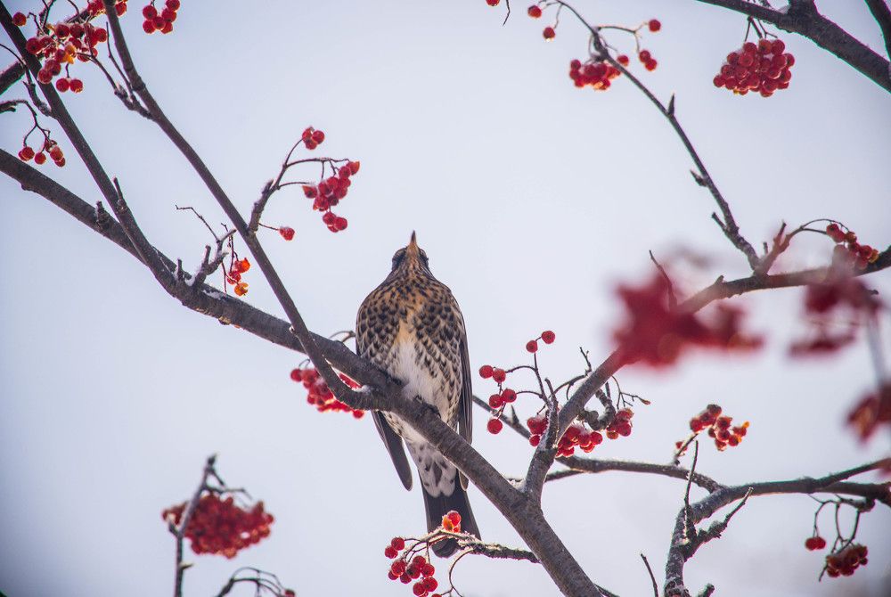 Photograph by Ирина