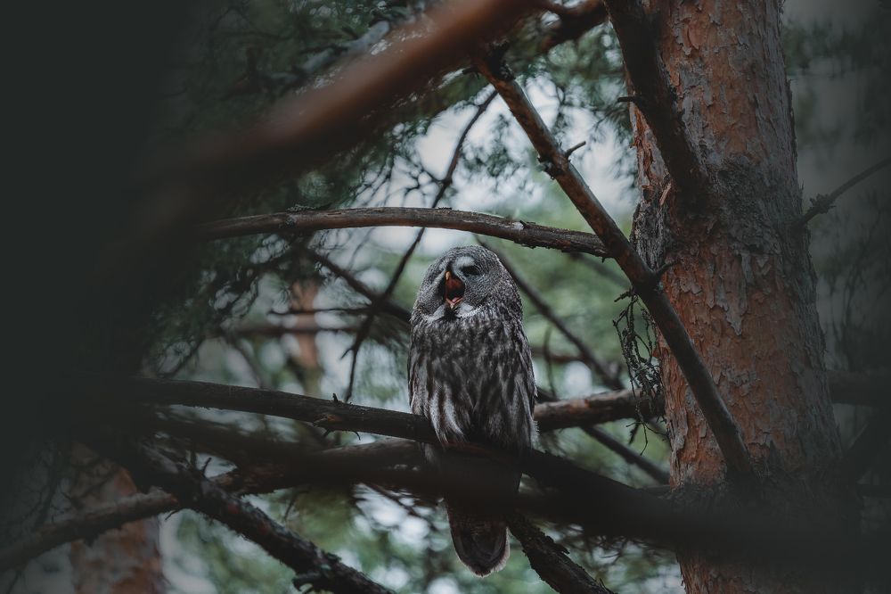 Фотография автора Pavel Reshetov