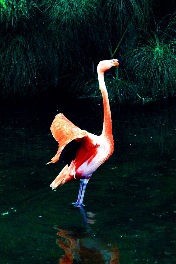 Photograph by ANTONIO LAFAIETE PAPAIANO