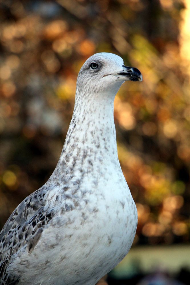 Photograph by ANTONIO LAFAIETE PAPAIANO