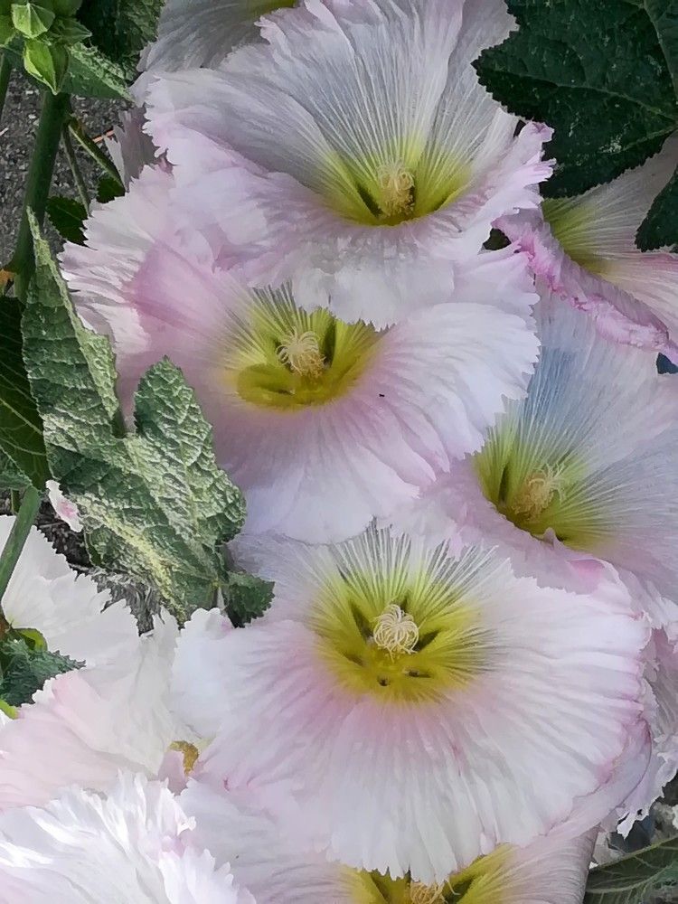 Photograph by Anila Ismailaj