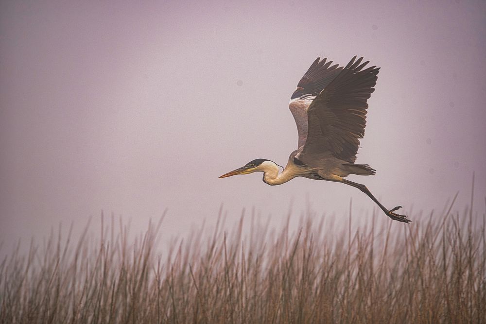 Photograph by Carlos Urrea