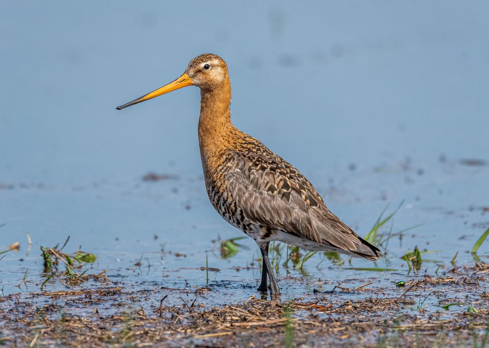 Photograph by Александр Подмарёв