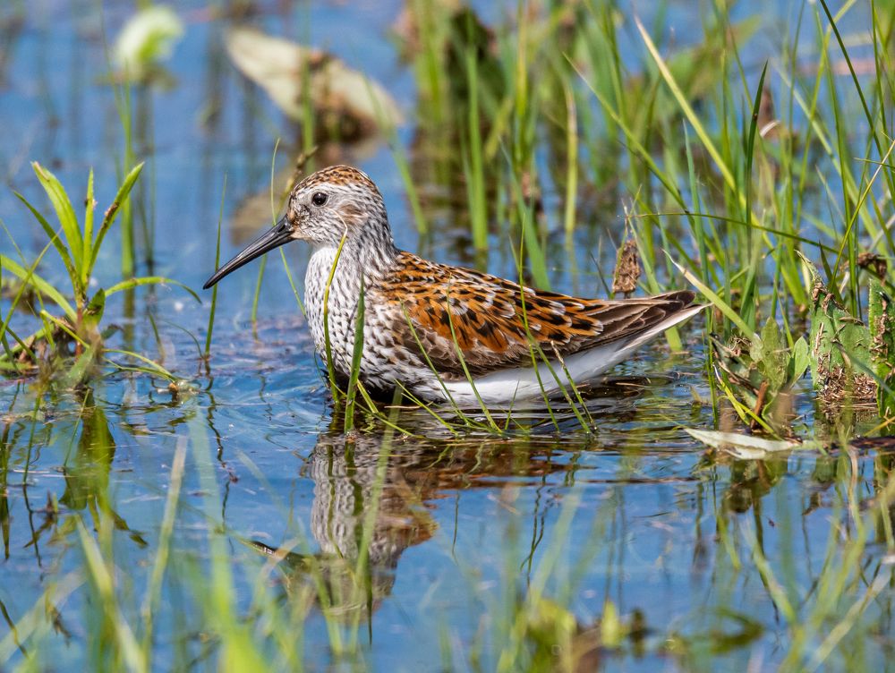 Photograph by Александр Подмарёв
