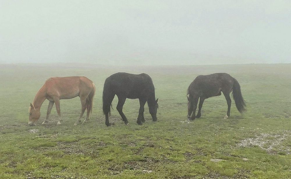 Лошади на пастбище в тумане