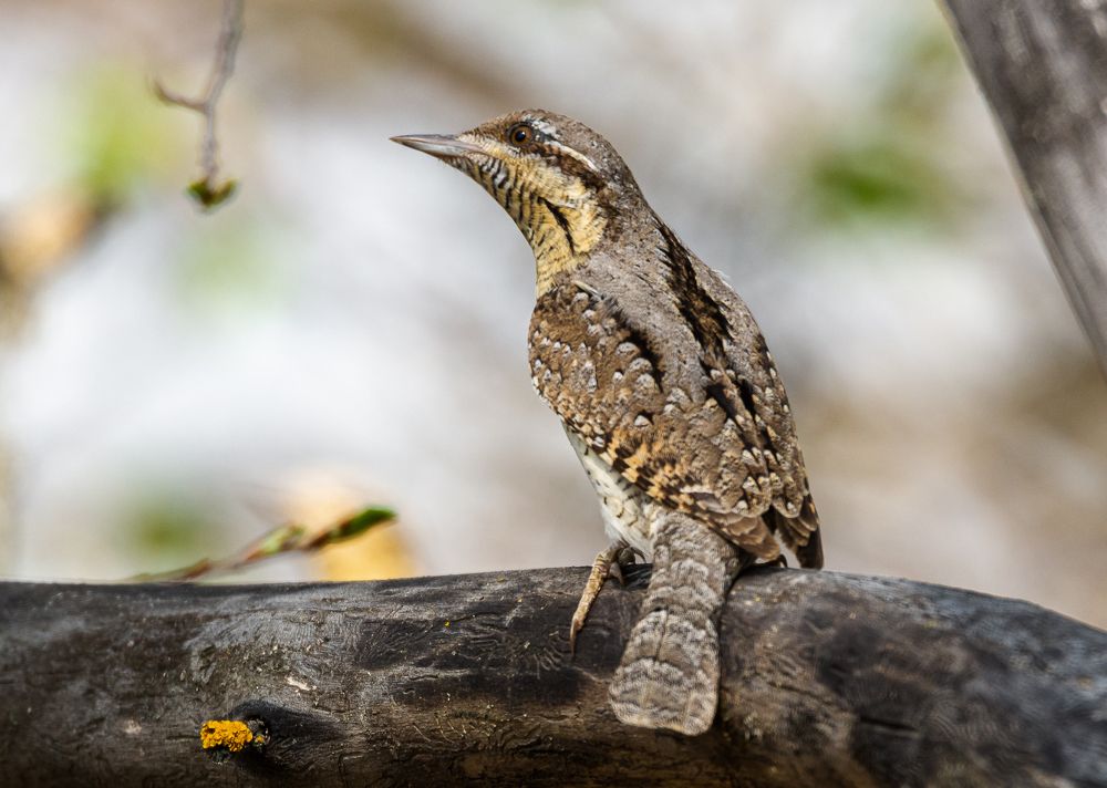 Photograph by Александр Подмарёв