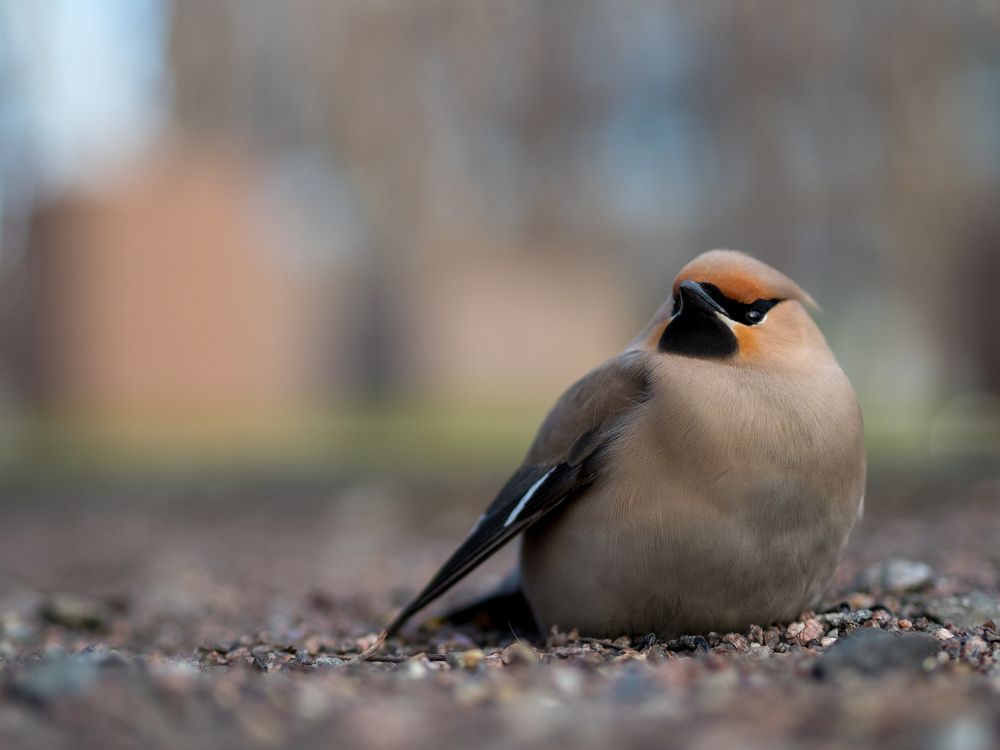 Photograph by Анна Шейко