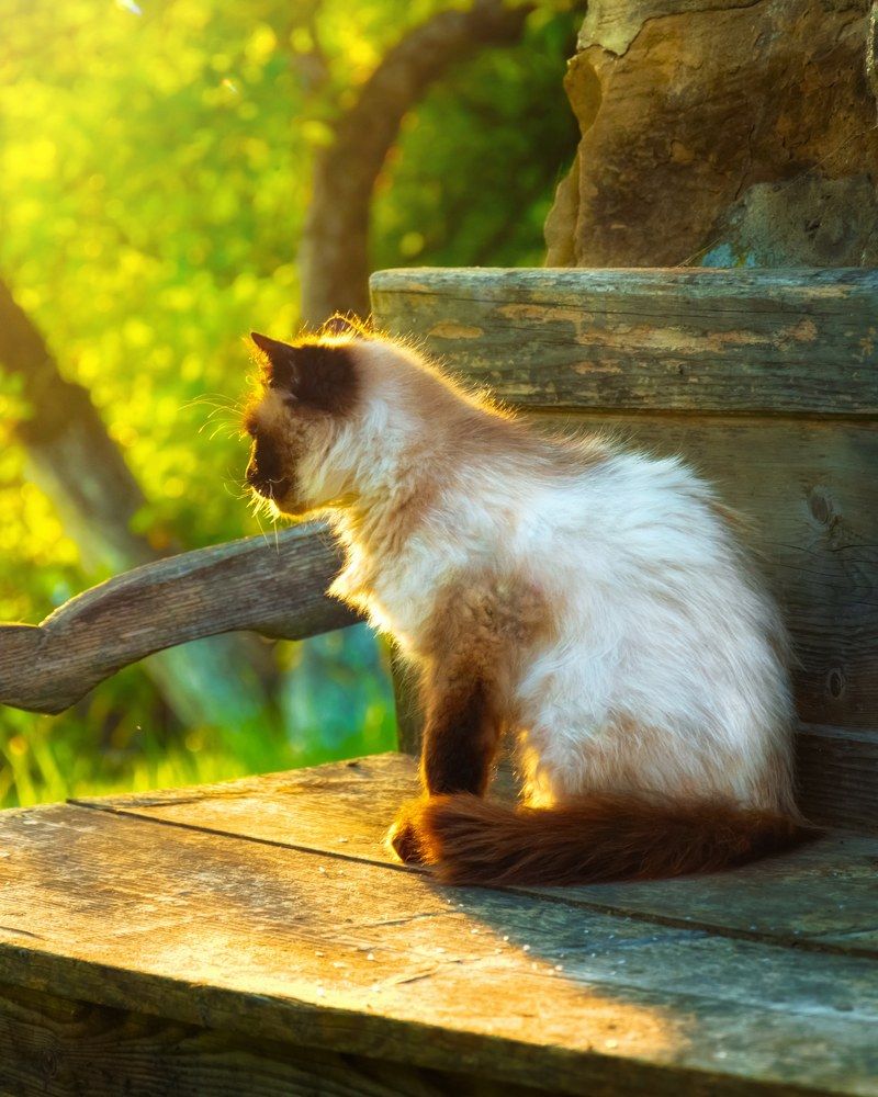 Photograph by Andrii Didushko