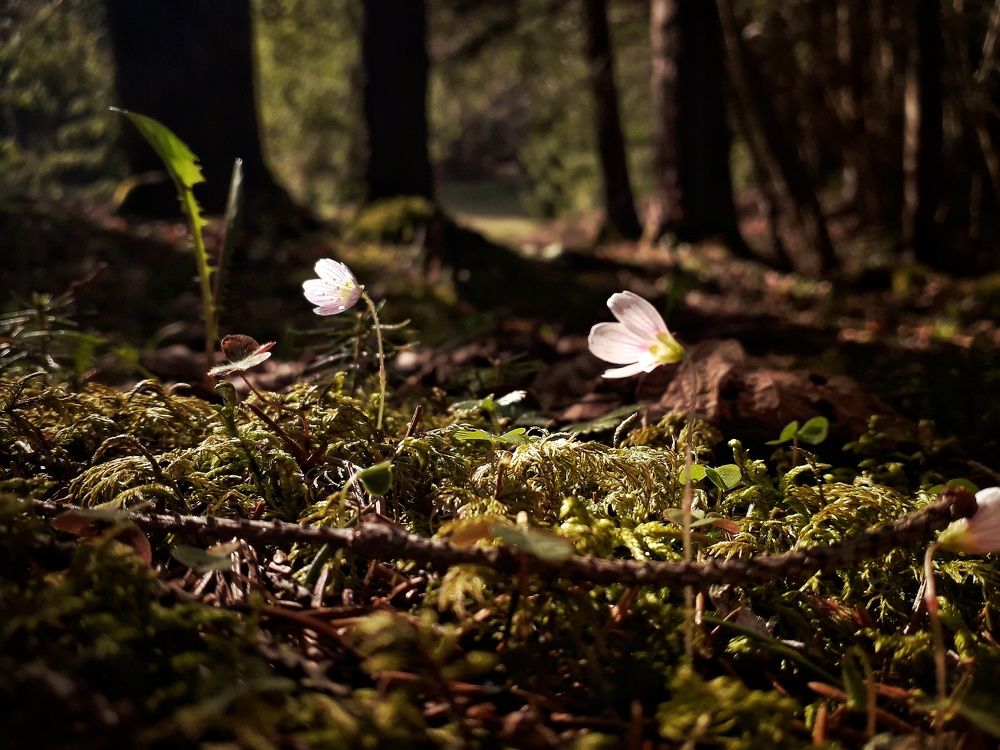 Photograph by Andrii Didushko