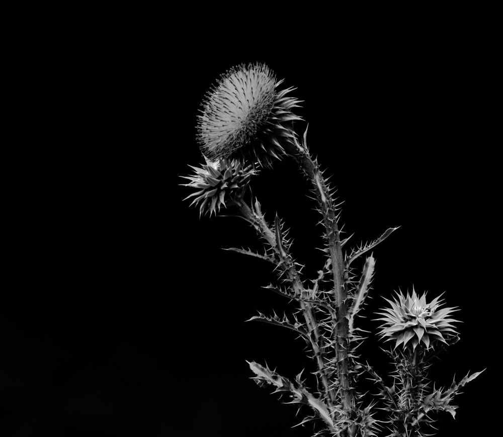 Photograph by Alejandra Spessot
