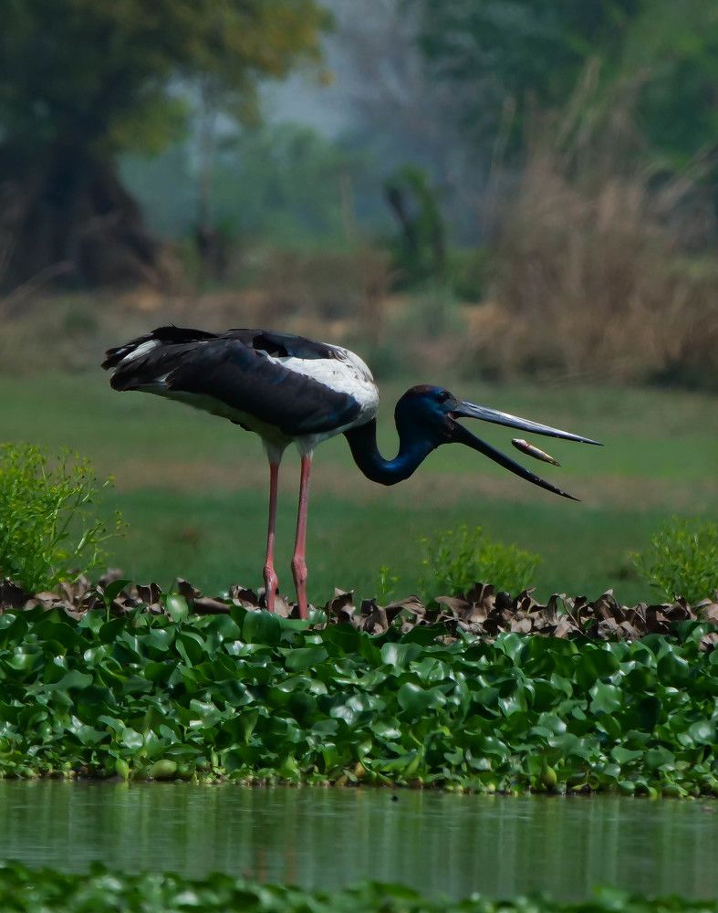 Photograph by Kumar Kumud Gangesh