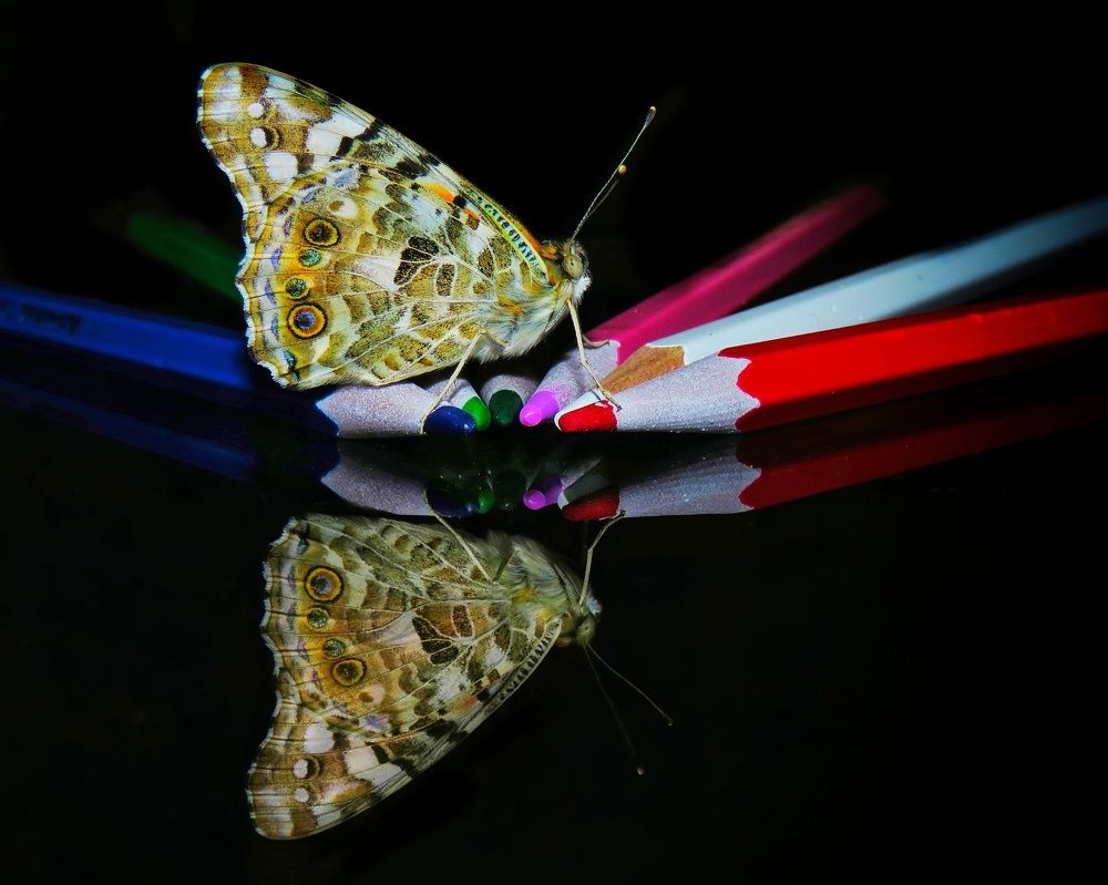 Photograph by Amin Ghaffarian