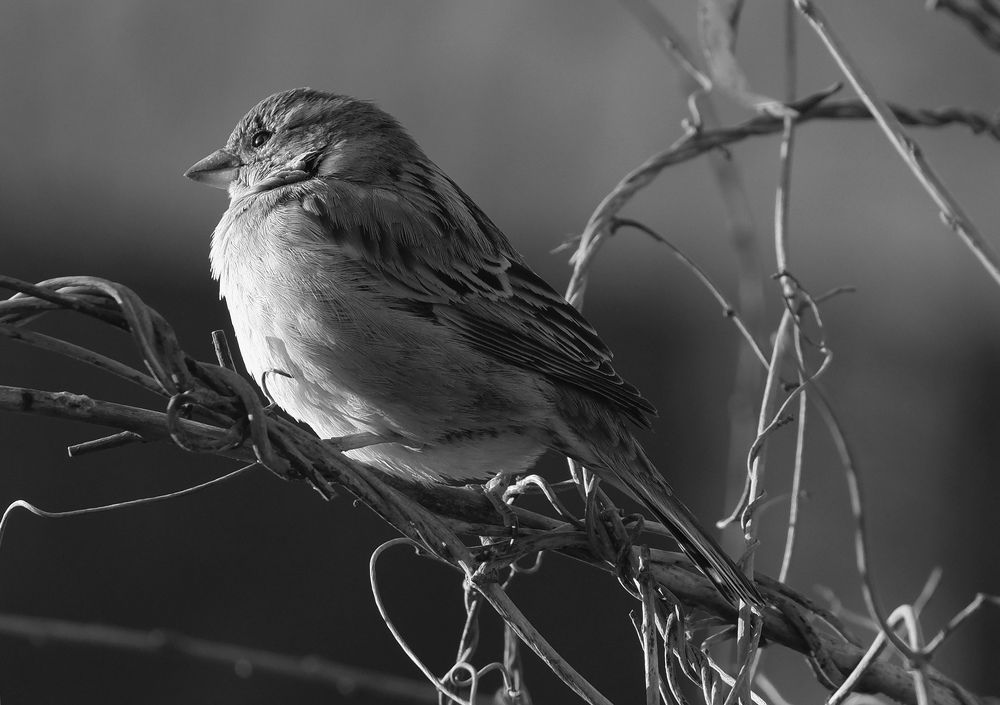 Photograph by Диана Арье