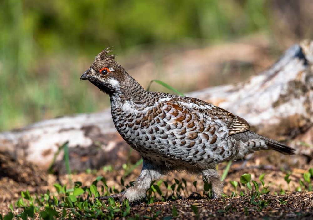 Photograph by Александр Подмарёв