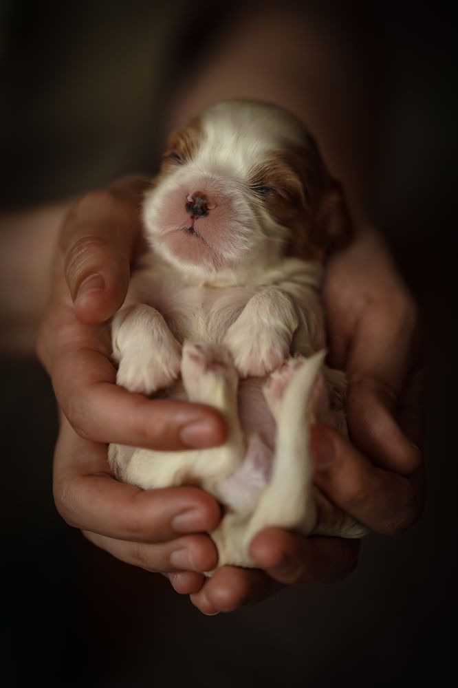 Photograph by Olesia Chepurchenko