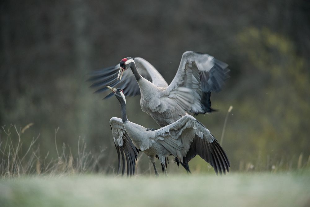 Photograph by Marek Wysocki