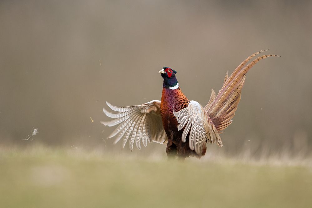 Photograph by Marek Wysocki