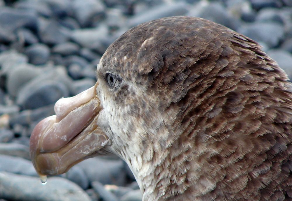 Photograph by Ivan Karavka