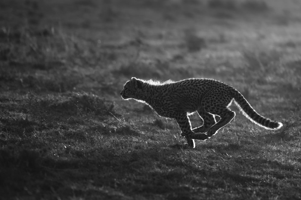 Photograph by Jayakumar MN