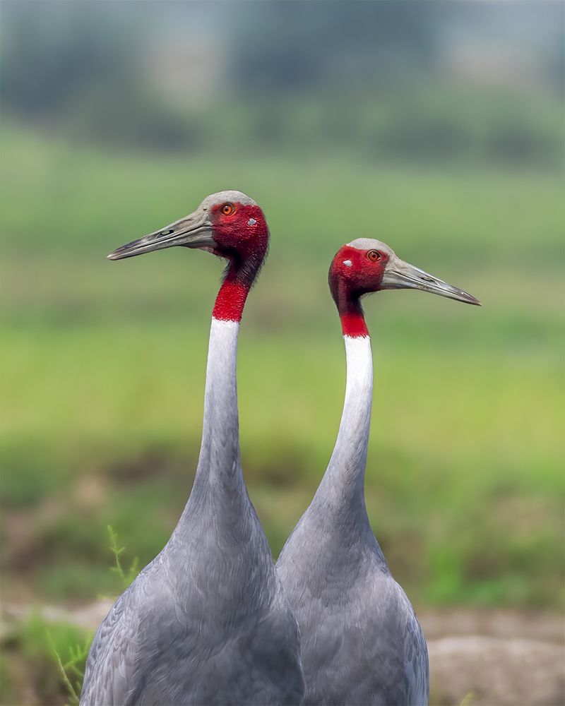 Photograph by Sushmeet Kathuria