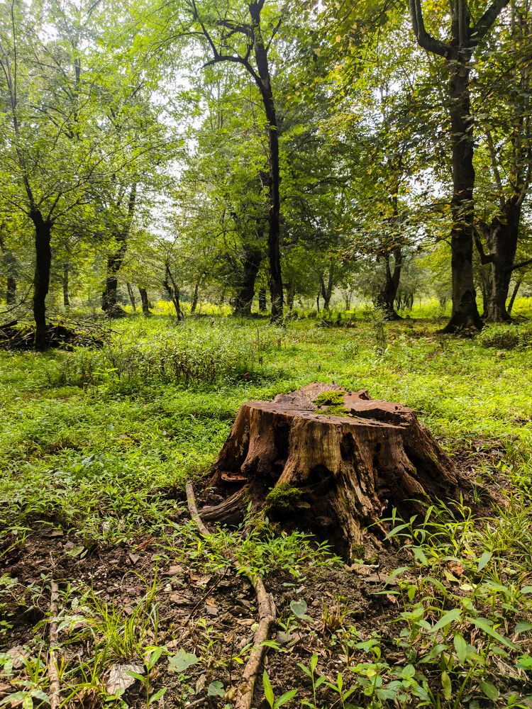 Photograph by mehdi shokravi