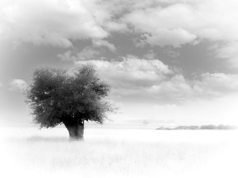 Photograph by ehsan moradi