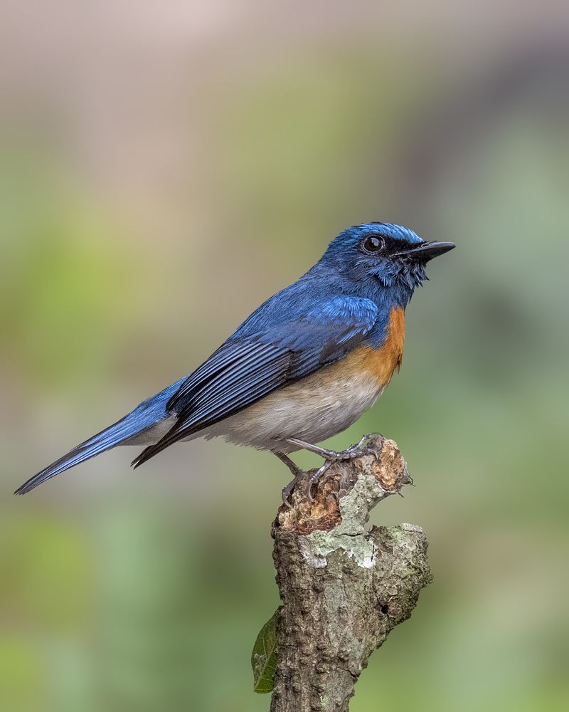 Photograph by Sushmeet Kathuria