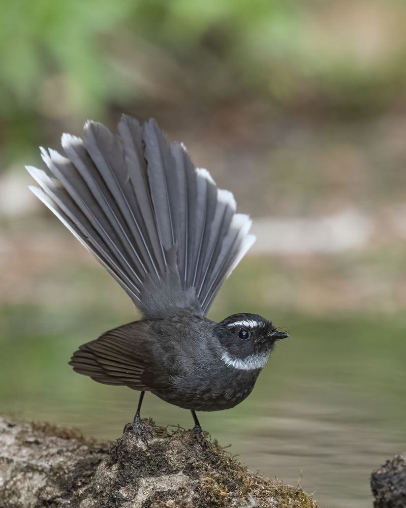 Photograph by Sushmeet Kathuria