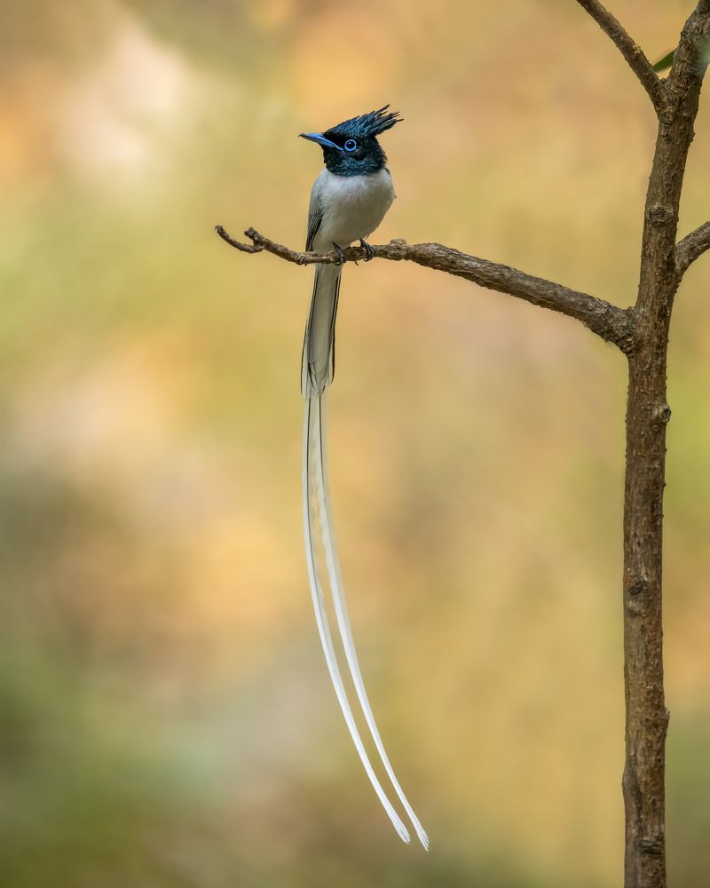 Photograph by Sushmeet Kathuria