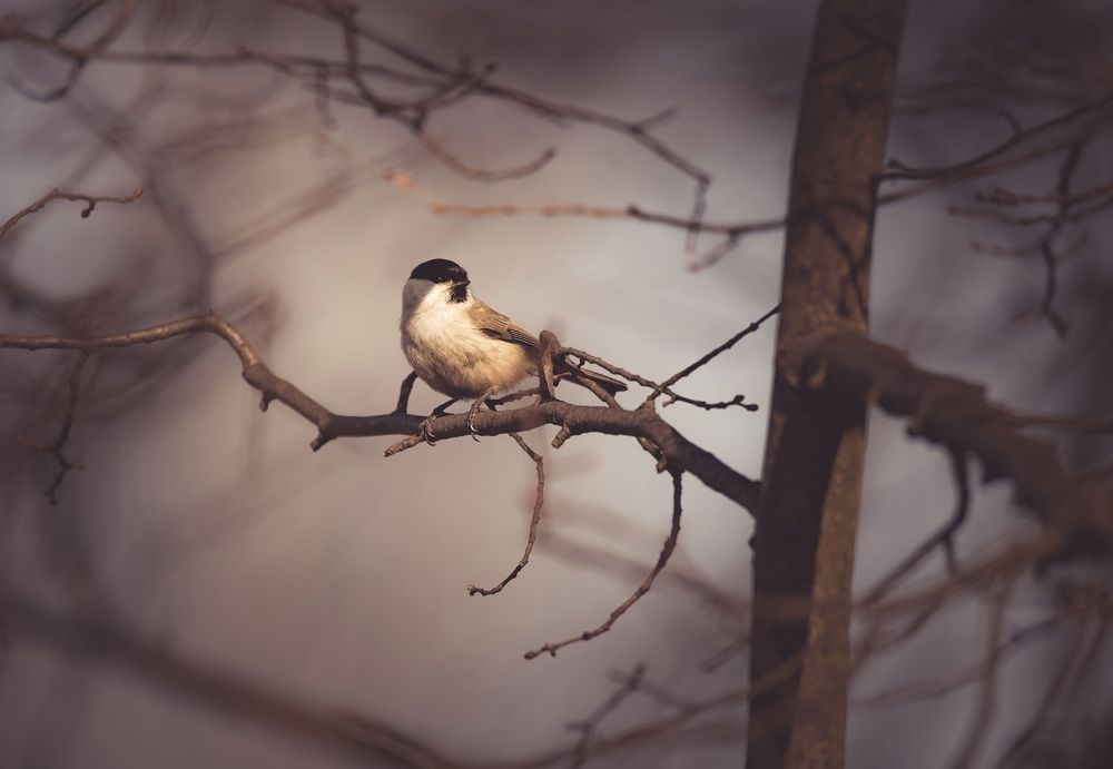 Фотография автора NIghtdream