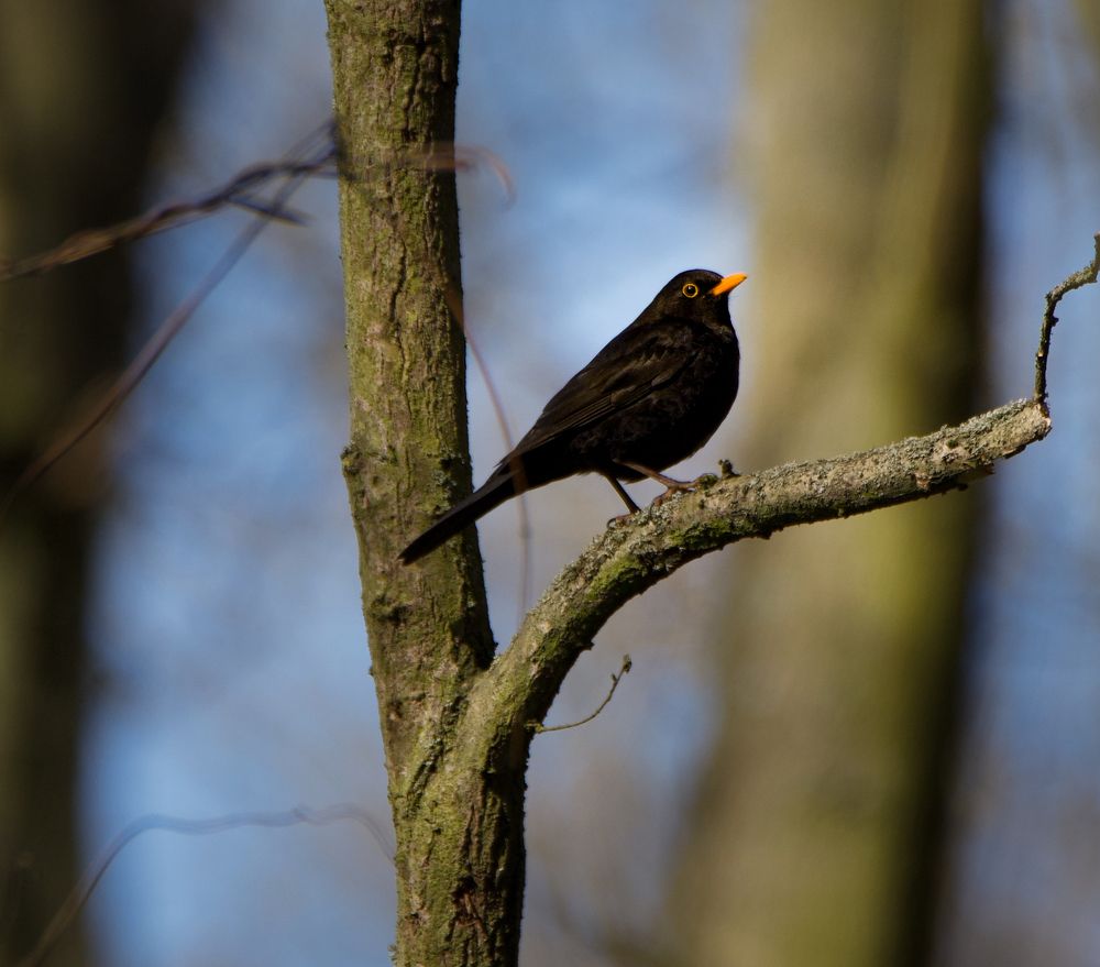 Фотография автора NIghtdream