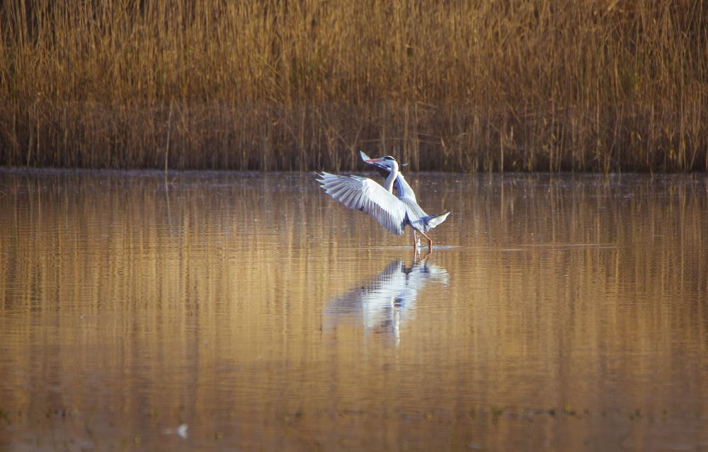 Фотография автора NIghtdream