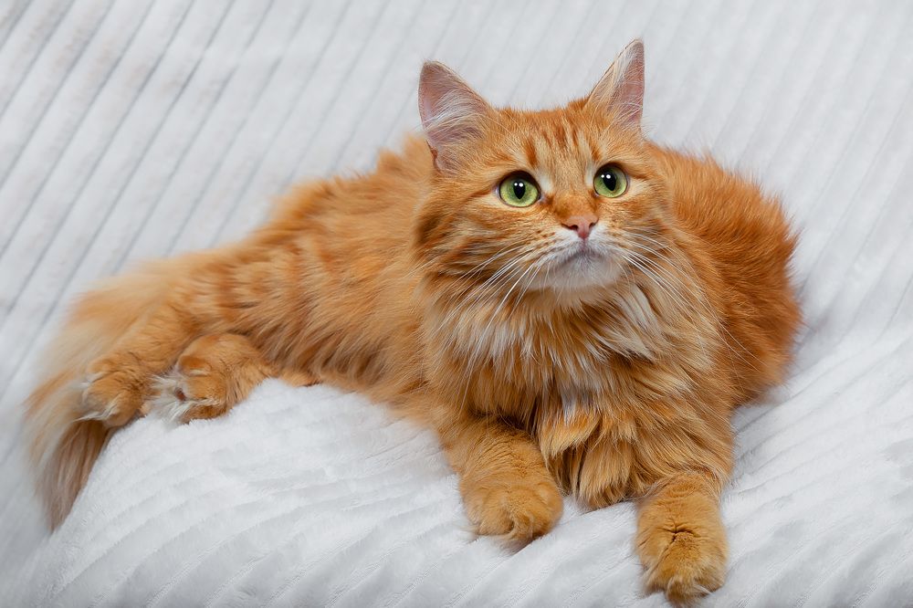 Photograph by Галина Полищук