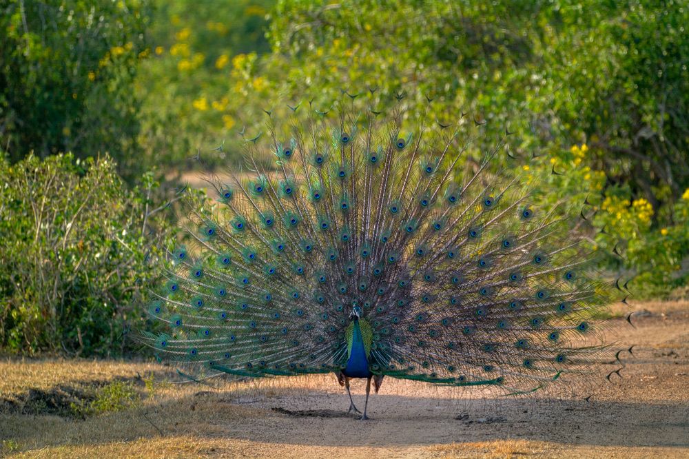 Photograph by Pakalon Janakan