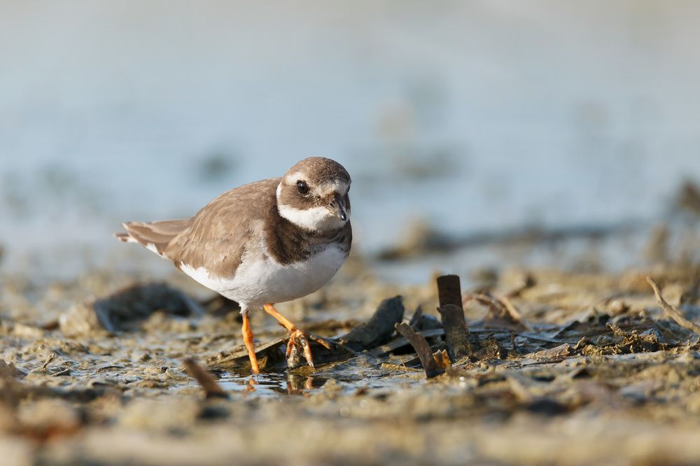 Photograph by Fabio Cartelli