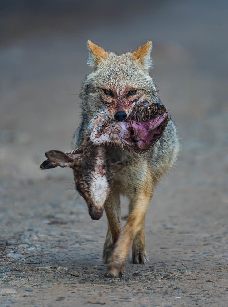 Photograph by Kumar Kumud Gangesh