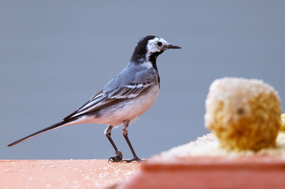 Photograph by Fabio Cartelli