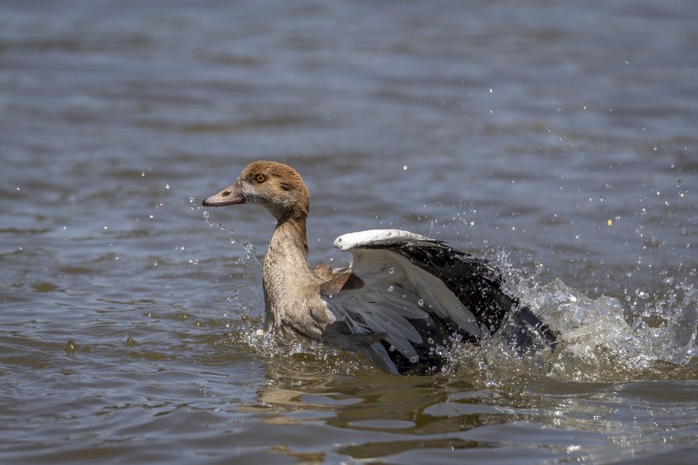 Фотография автора Nikolay Tatarchuk