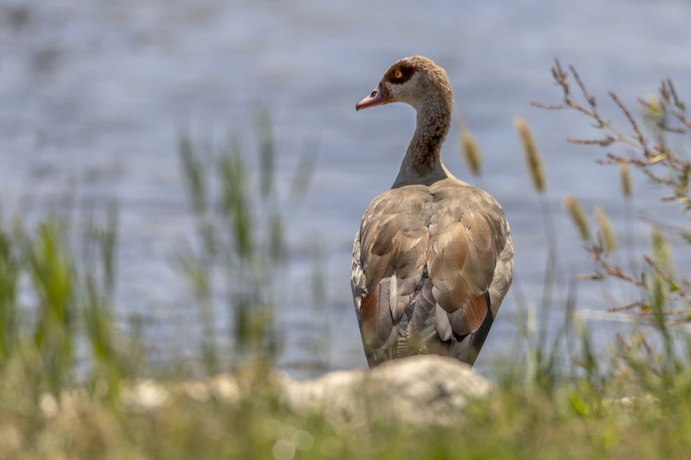 Фотография автора Nikolay Tatarchuk