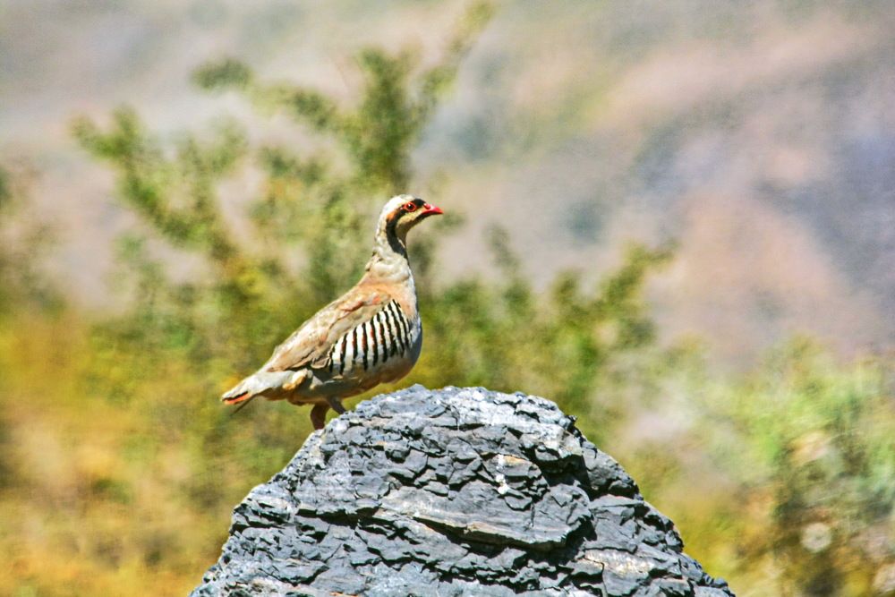 Photograph by Юсиф Саркаров