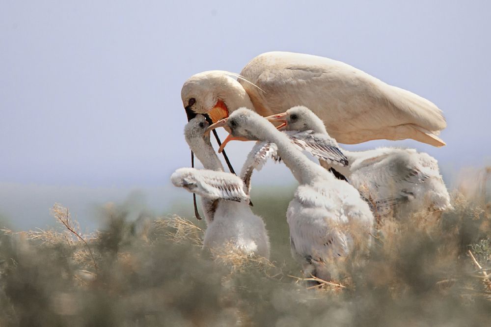 Photograph by Владимир Рубинчик