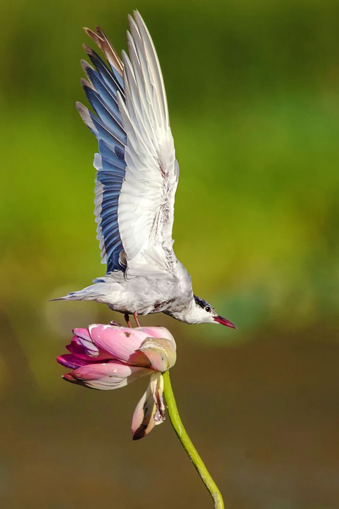 Photograph by Владимир Рубинчик