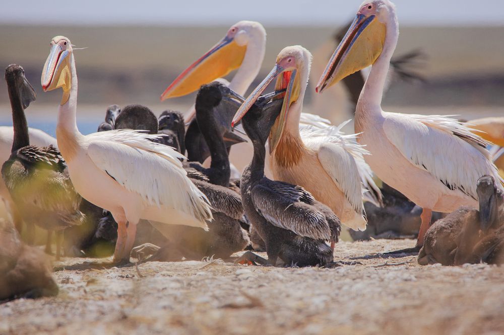 Photograph by Владимир Рубинчик
