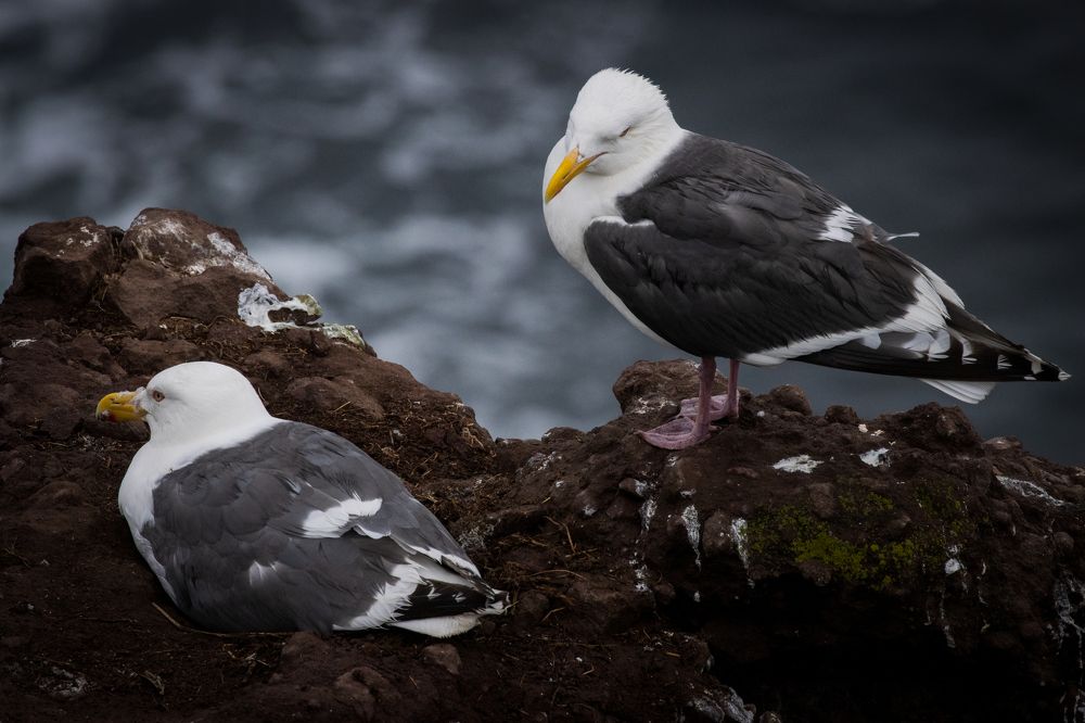 Photograph by Бравичева Анастасия