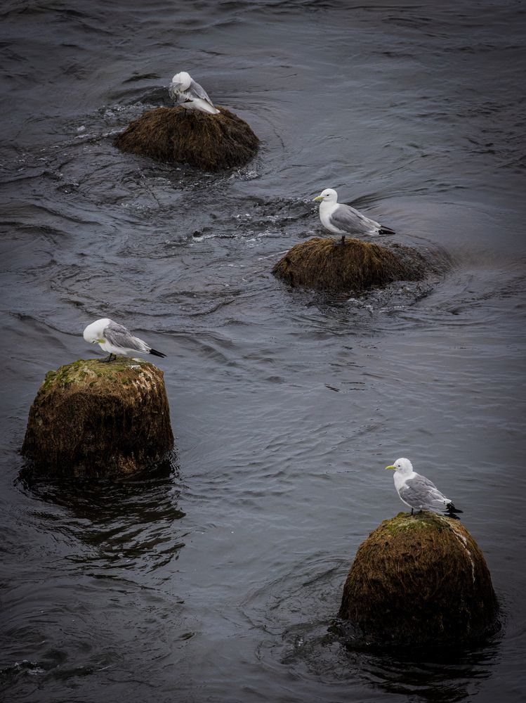 Photograph by Бравичева Анастасия