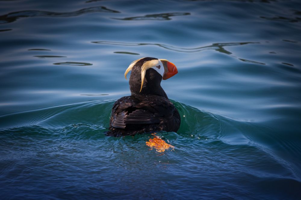 Photograph by Бравичева Анастасия