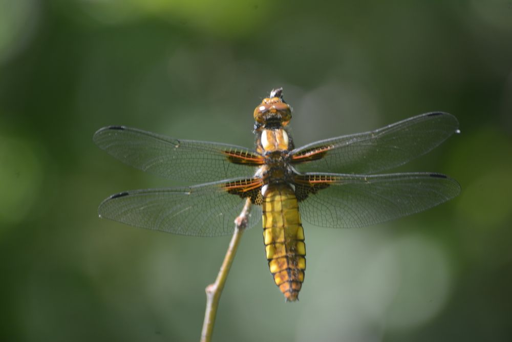 Dragonfly