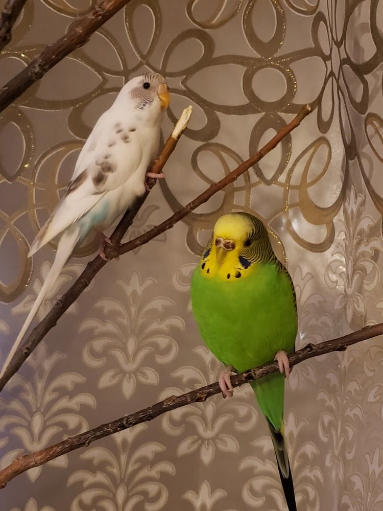 Фотография автора Al