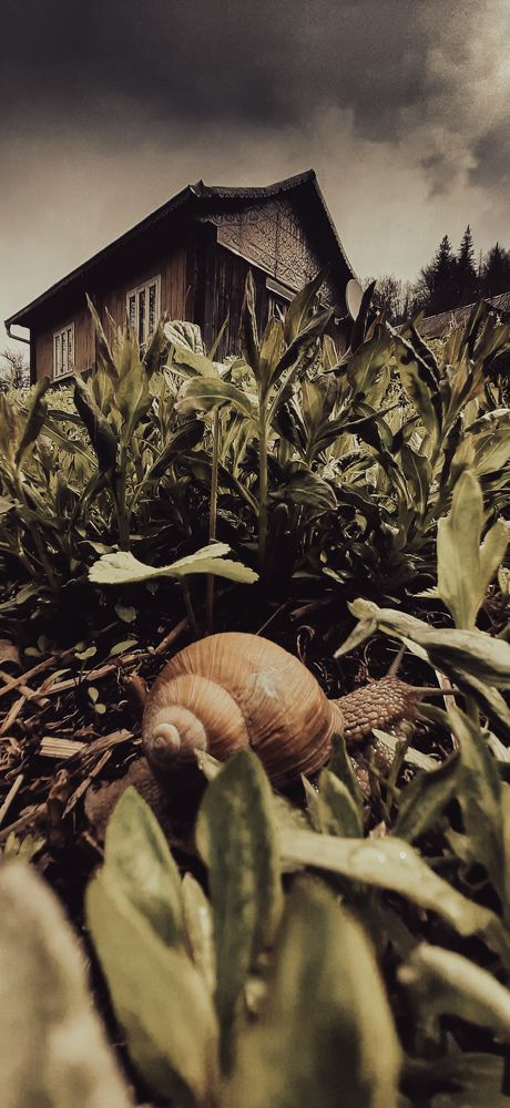 Да будет дождь. Май 2022. Карпаты